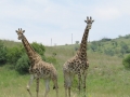 two_giraffes